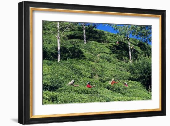 Tea Plantation-Alan Sirulnikoff-Framed Photographic Print