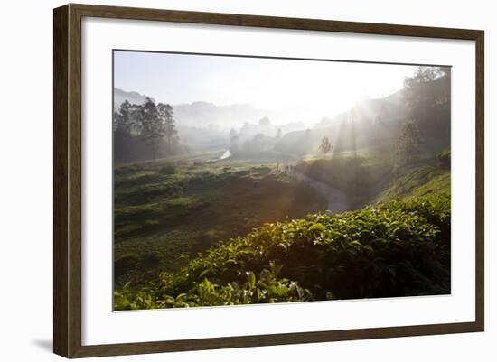 Tea Plantations and Road, Munnar, Western Ghats, Kerala, South India-Peter Adams-Framed Photographic Print