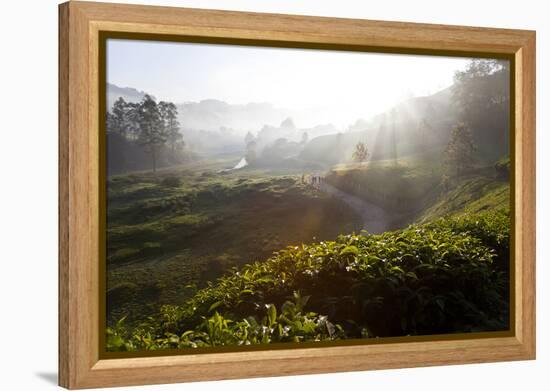 Tea Plantations and Road, Munnar, Western Ghats, Kerala, South India-Peter Adams-Framed Premier Image Canvas