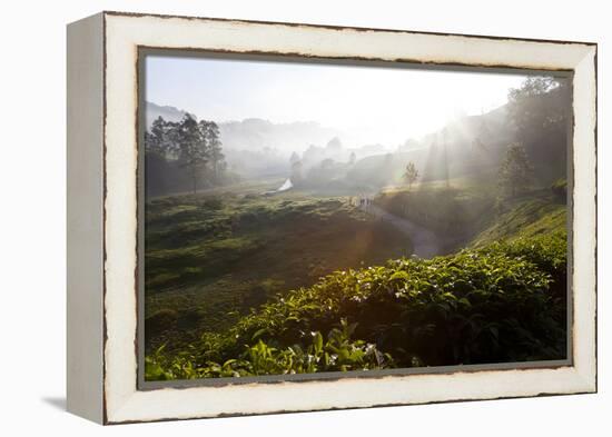 Tea Plantations and Road, Munnar, Western Ghats, Kerala, South India-Peter Adams-Framed Premier Image Canvas