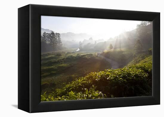 Tea Plantations and Road, Munnar, Western Ghats, Kerala, South India-Peter Adams-Framed Premier Image Canvas