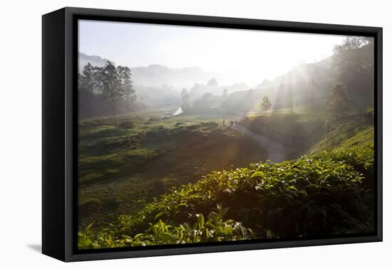 Tea Plantations and Road, Munnar, Western Ghats, Kerala, South India-Peter Adams-Framed Premier Image Canvas