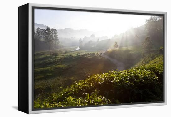 Tea Plantations and Road, Munnar, Western Ghats, Kerala, South India-Peter Adams-Framed Premier Image Canvas