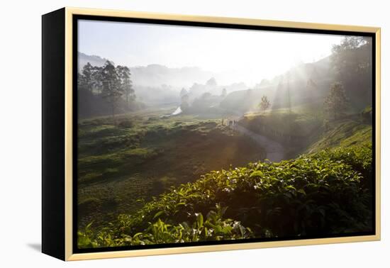 Tea Plantations and Road, Munnar, Western Ghats, Kerala, South India-Peter Adams-Framed Premier Image Canvas