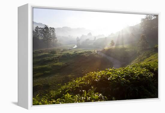 Tea Plantations and Road, Munnar, Western Ghats, Kerala, South India-Peter Adams-Framed Premier Image Canvas