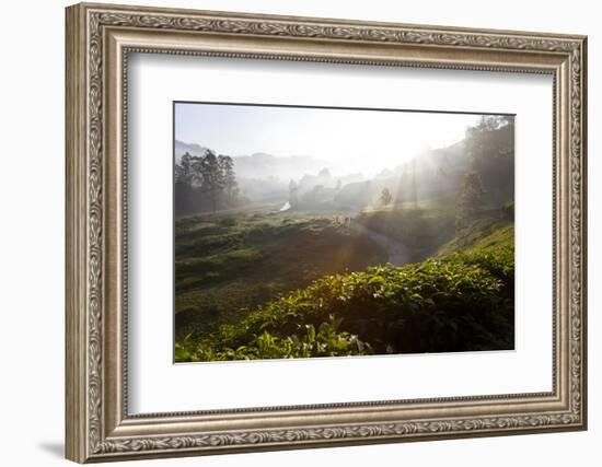 Tea Plantations and Road, Munnar, Western Ghats, Kerala, South India-Peter Adams-Framed Photographic Print