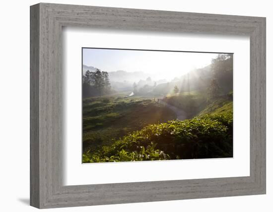 Tea Plantations and Road, Munnar, Western Ghats, Kerala, South India-Peter Adams-Framed Photographic Print