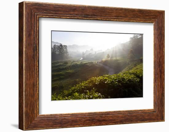 Tea Plantations and Road, Munnar, Western Ghats, Kerala, South India-Peter Adams-Framed Photographic Print