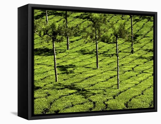 Tea Plantations, Devikulam, Near Munnar, India, Asia-Balan Madhavan-Framed Premier Image Canvas