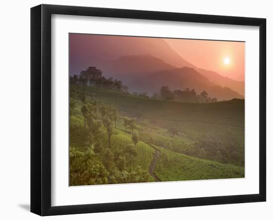 Tea Plantations, Munnar, Western Ghats, Kerala, India-Michele Falzone-Framed Photographic Print