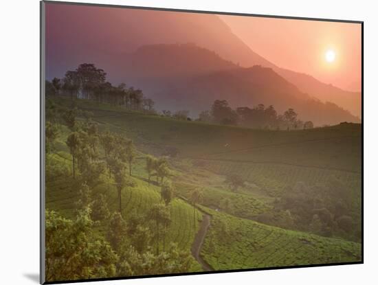 Tea Plantations, Munnar, Western Ghats, Kerala, India-Michele Falzone-Mounted Photographic Print