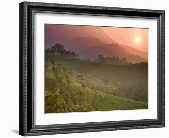 Tea Plantations, Munnar, Western Ghats, Kerala, India-Michele Falzone-Framed Photographic Print