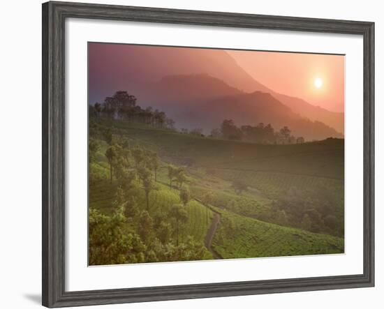 Tea Plantations, Munnar, Western Ghats, Kerala, India-Michele Falzone-Framed Photographic Print