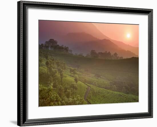 Tea Plantations, Munnar, Western Ghats, Kerala, India-Michele Falzone-Framed Photographic Print