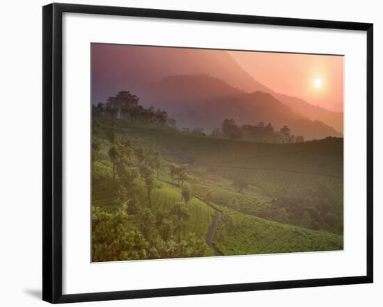 Tea Plantations, Munnar, Western Ghats, Kerala, India-Michele Falzone-Framed Photographic Print