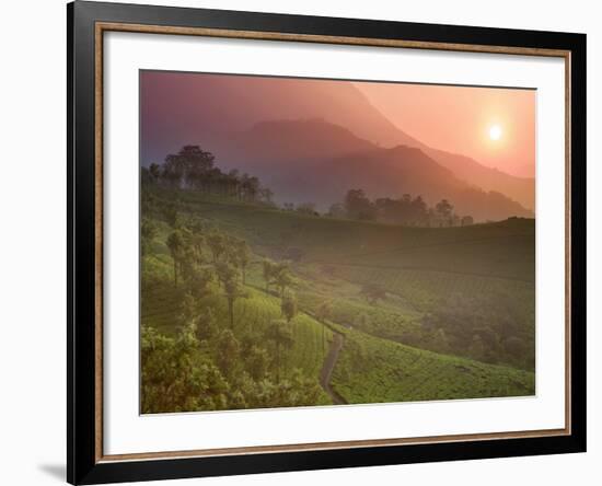 Tea Plantations, Munnar, Western Ghats, Kerala, India-Michele Falzone-Framed Photographic Print