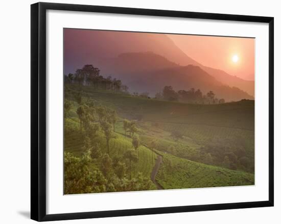 Tea Plantations, Munnar, Western Ghats, Kerala, India-Michele Falzone-Framed Photographic Print