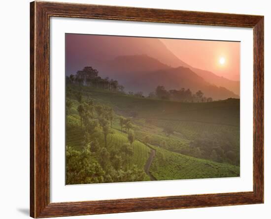 Tea Plantations, Munnar, Western Ghats, Kerala, India-Michele Falzone-Framed Photographic Print