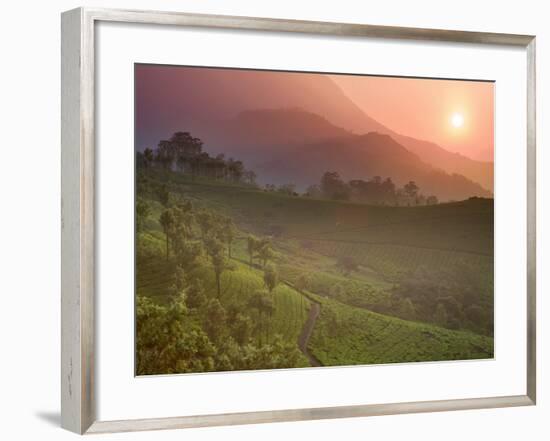 Tea Plantations, Munnar, Western Ghats, Kerala, India-Michele Falzone-Framed Photographic Print