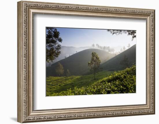 Tea Plantations, Munnar, Western Ghats, Kerala, South India-Peter Adams-Framed Photographic Print