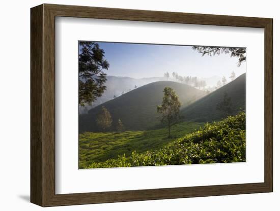 Tea Plantations, Munnar, Western Ghats, Kerala, South India-Peter Adams-Framed Photographic Print