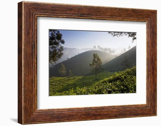 Tea Plantations, Munnar, Western Ghats, Kerala, South India-Peter Adams-Framed Photographic Print