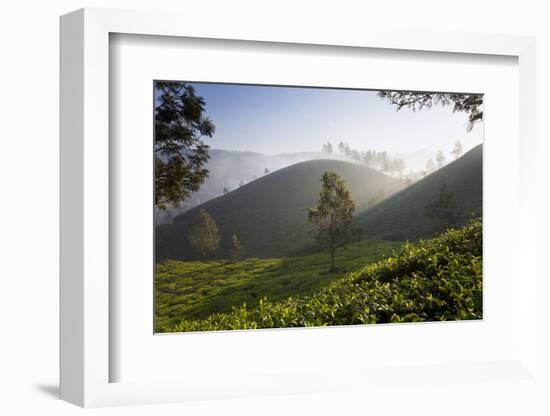 Tea Plantations, Munnar, Western Ghats, Kerala, South India-Peter Adams-Framed Photographic Print