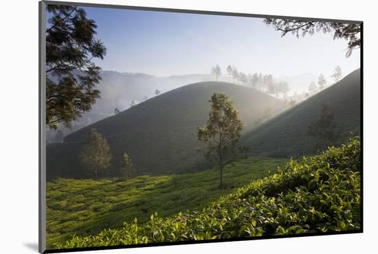 Tea Plantations, Munnar, Western Ghats, Kerala, South India-Peter Adams-Mounted Photographic Print