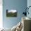 Tea Plantations, Munnar, Western Ghats, Kerala, South India-Peter Adams-Photographic Print displayed on a wall