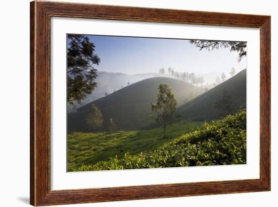 Tea Plantations, Munnar, Western Ghats, Kerala, South India-Peter Adams-Framed Photographic Print