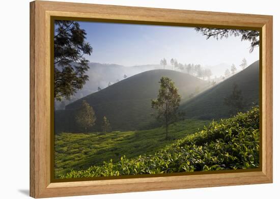 Tea Plantations, Munnar, Western Ghats, Kerala, South India-Peter Adams-Framed Premier Image Canvas