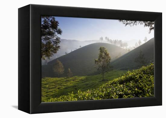 Tea Plantations, Munnar, Western Ghats, Kerala, South India-Peter Adams-Framed Premier Image Canvas