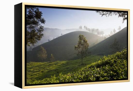 Tea Plantations, Munnar, Western Ghats, Kerala, South India-Peter Adams-Framed Premier Image Canvas