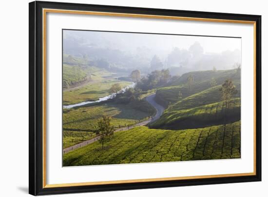 Tea Plantations, Munnar, Western Ghats, Kerala, South India-Peter Adams-Framed Photographic Print