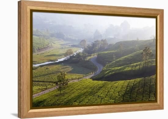 Tea Plantations, Munnar, Western Ghats, Kerala, South India-Peter Adams-Framed Premier Image Canvas