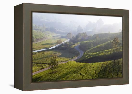 Tea Plantations, Munnar, Western Ghats, Kerala, South India-Peter Adams-Framed Premier Image Canvas