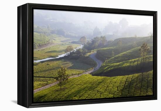 Tea Plantations, Munnar, Western Ghats, Kerala, South India-Peter Adams-Framed Premier Image Canvas