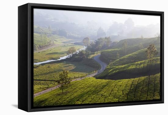 Tea Plantations, Munnar, Western Ghats, Kerala, South India-Peter Adams-Framed Premier Image Canvas