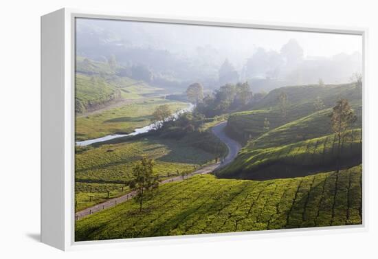 Tea Plantations, Munnar, Western Ghats, Kerala, South India-Peter Adams-Framed Premier Image Canvas