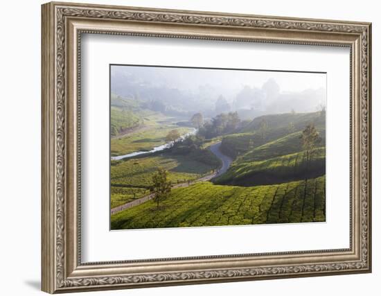 Tea Plantations, Munnar, Western Ghats, Kerala, South India-Peter Adams-Framed Photographic Print