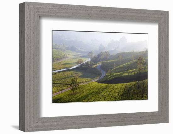 Tea Plantations, Munnar, Western Ghats, Kerala, South India-Peter Adams-Framed Photographic Print