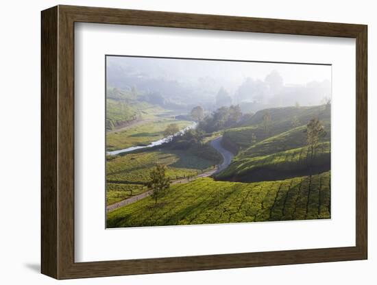 Tea Plantations, Munnar, Western Ghats, Kerala, South India-Peter Adams-Framed Photographic Print