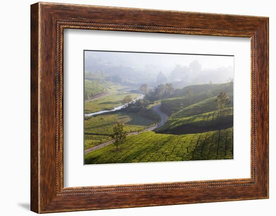 Tea Plantations, Munnar, Western Ghats, Kerala, South India-Peter Adams-Framed Photographic Print