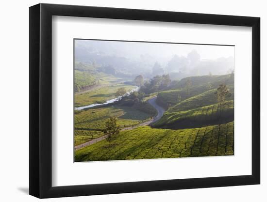 Tea Plantations, Munnar, Western Ghats, Kerala, South India-Peter Adams-Framed Photographic Print