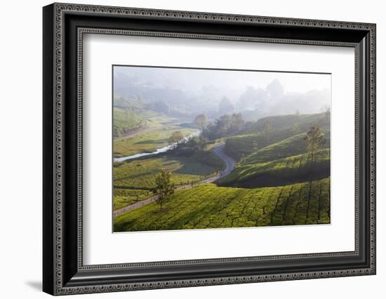 Tea Plantations, Munnar, Western Ghats, Kerala, South India-Peter Adams-Framed Photographic Print