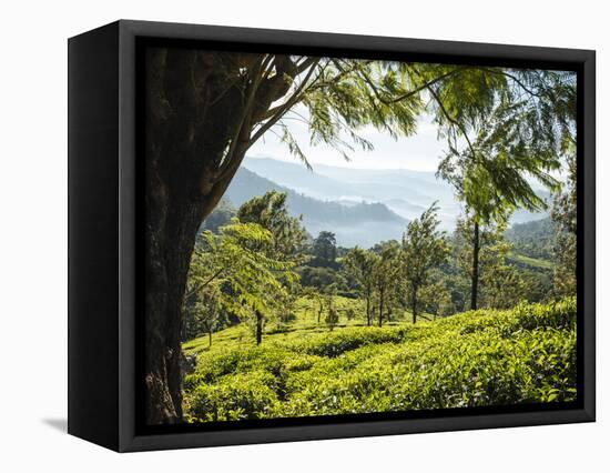 Tea Plantations Near Munnar, Kerala, India, South Asia-Ben Pipe-Framed Premier Image Canvas