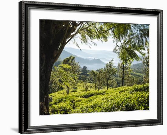 Tea Plantations Near Munnar, Kerala, India, South Asia-Ben Pipe-Framed Photographic Print