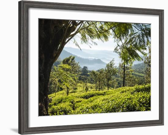 Tea Plantations Near Munnar, Kerala, India, South Asia-Ben Pipe-Framed Photographic Print