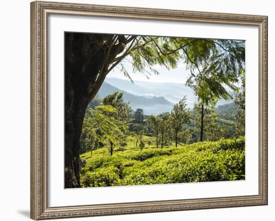 Tea Plantations Near Munnar, Kerala, India, South Asia-Ben Pipe-Framed Photographic Print
