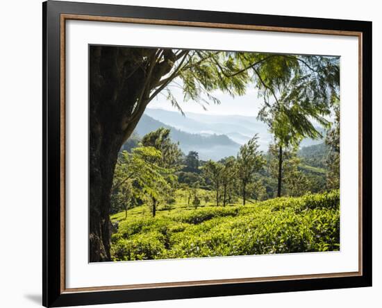 Tea Plantations Near Munnar, Kerala, India, South Asia-Ben Pipe-Framed Photographic Print